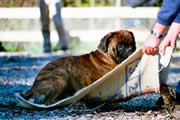 Boxer